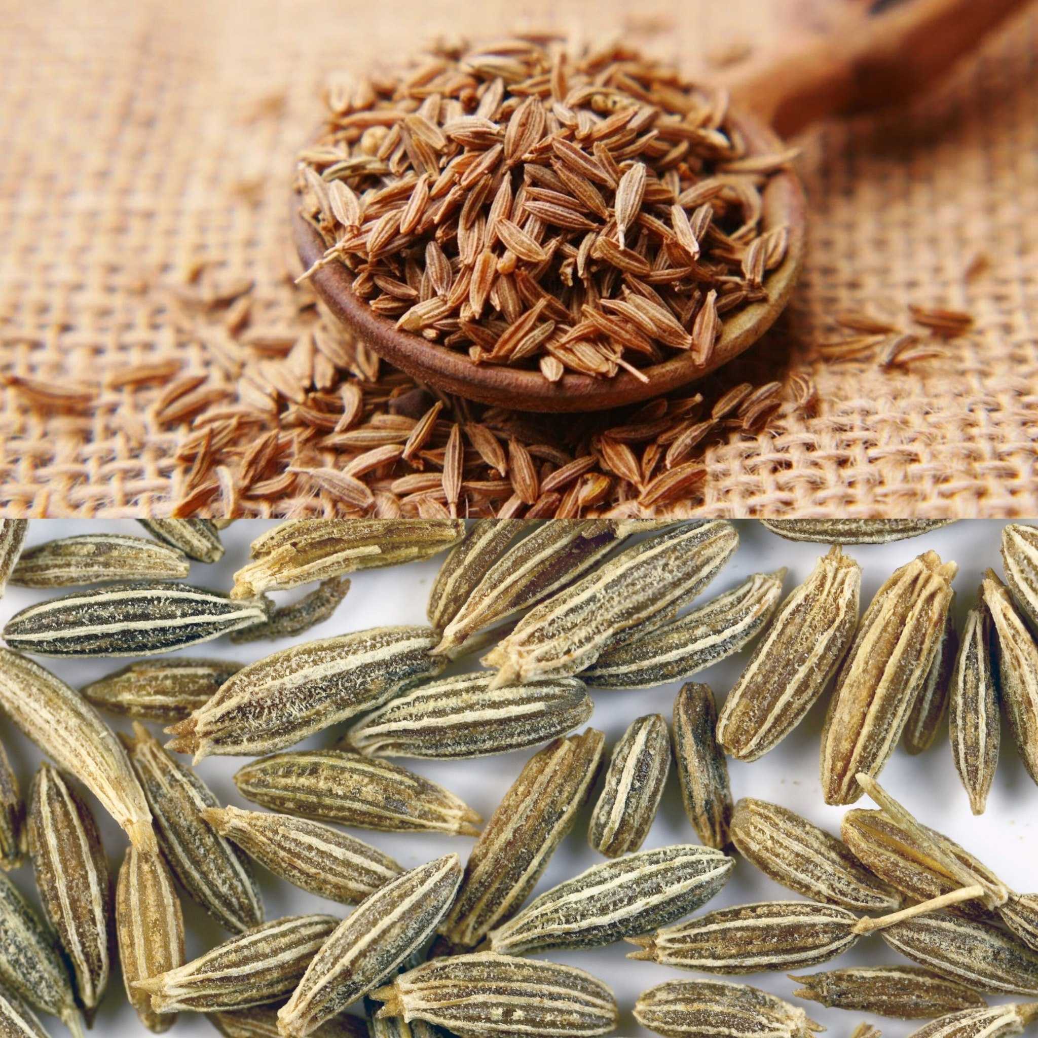 Cumin: An Aromatic Treasure Full of History and Healing Wonders