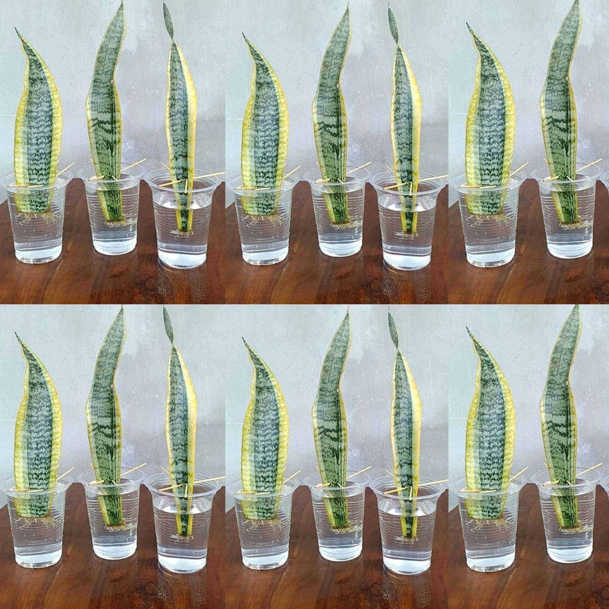 Snake Plant Propagation by Leaf Cuttings in Water: Easy Step-by-Step Guide