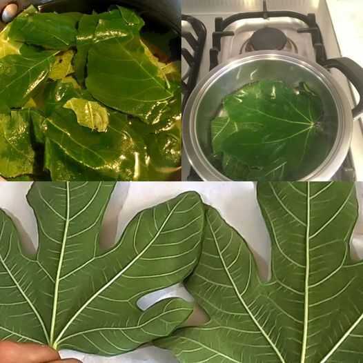 Benefits of Fig Leaf Tea for Blood Sugar